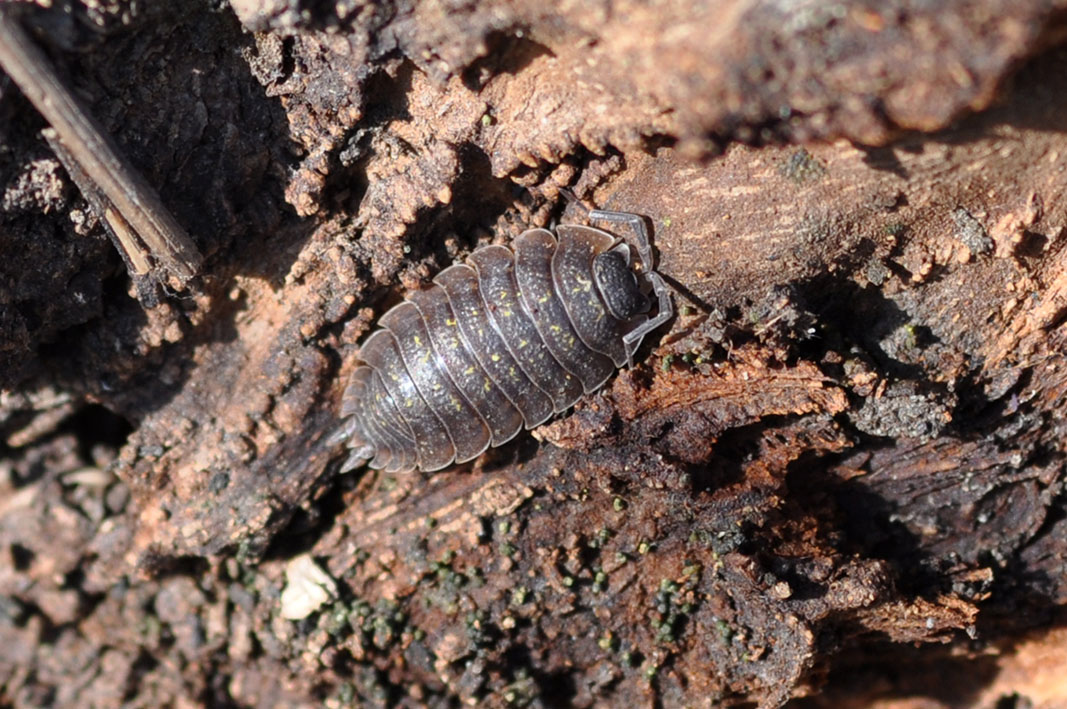 Isopoda da Identificare